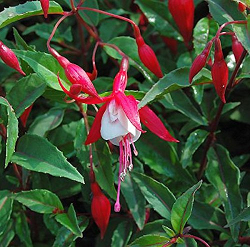 Fuchsie Madame Cornelissen - Fuchsia magellanica - lebende Gartenpflanze aus den Baumschulen