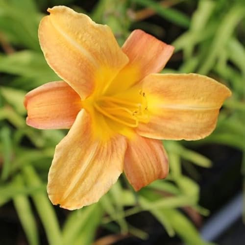 6x Lis d’un jour 'Baley Hay' – Hemerocallis 'Baley Hay' – Godet 9x9cm | Tons orangés, floraison généreuse