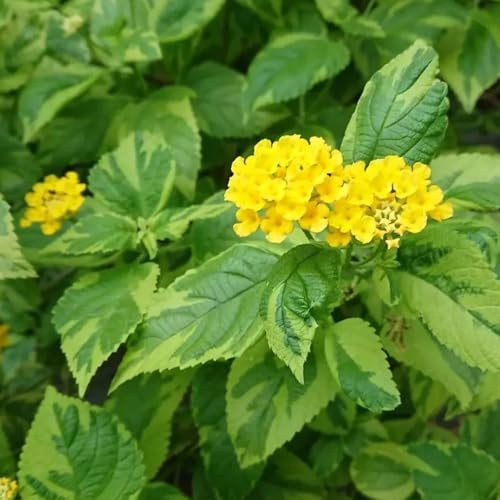 Semillas resistentes de lantana para el jardín de lantana de para bancales elevados cubierta perenne resistente decorativas 85pcs