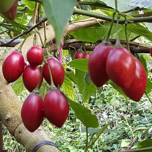 tamarillo tomatenbaum - gartenpflanzen winterhart wildkräuter biosaatgut obstsamen balkon garten winterharte stauden mehrjährig hängepflanzen gewächshaus balkon säulenobst 85samen