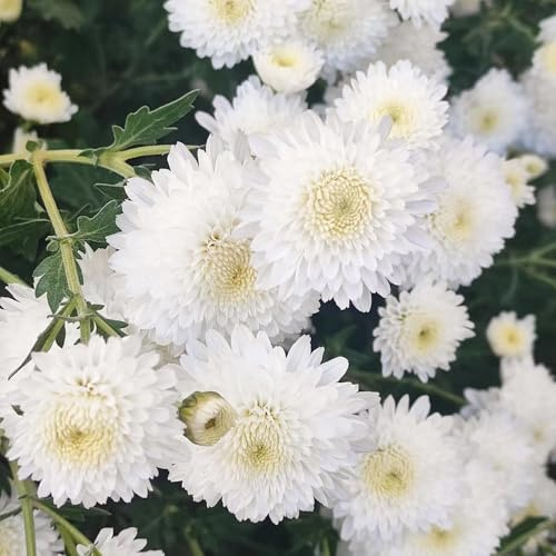 crisantemi, Aiule rialzate per il giardino in vaso tappezzanti rialzata biologiche da esterno da giardino roccioso roccioso: resistenti al 55semi