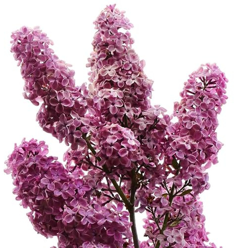 GARTEN SCHLÜTER® Edelflieder 'Charles Joly' - Ein Klassiker