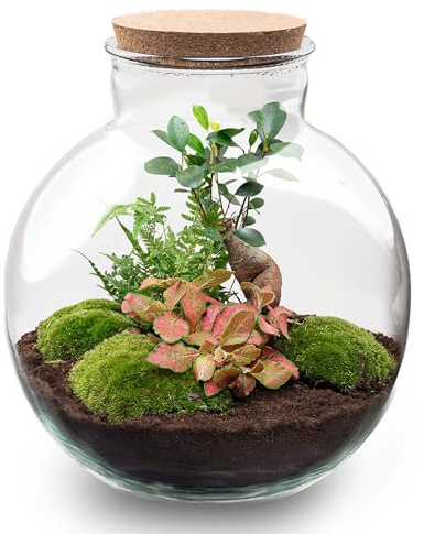 urbanjngl - urbanjngl.com - Bolder Bob Bonsai - Flaschengarten - DIY Terrarium mit Pflanzen im Glas - Ø 31 cm ↑ 30 cm