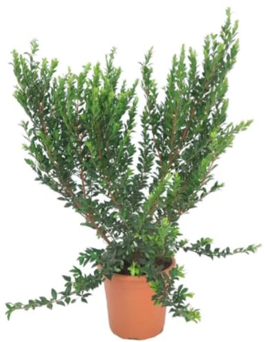 Planta Natural Myrtus Communis, 50-60 cm