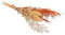 Rayher bouquet de fleurs séchées p. arrangements floraux 18-20 cm 1pce, 85491210