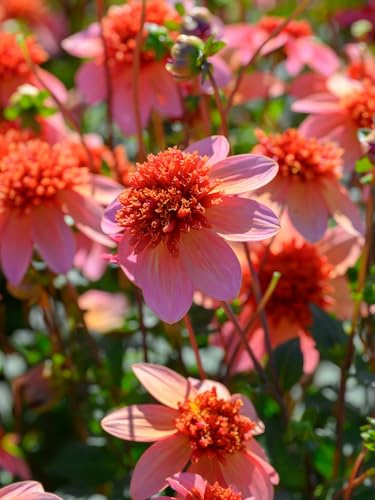 Dahlie Totally Tangerine | 3 Stück | Knolle | Schnittblume | duftend | Orange | 100% Blütegarantie | QFB Gardening