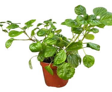 Planta del Dinero Natural en Maceta de 12 cm | Plectranthus Verticillatus, Planta de Interior con Significado, Fácil Mantenimiento y Gran Crecimiento