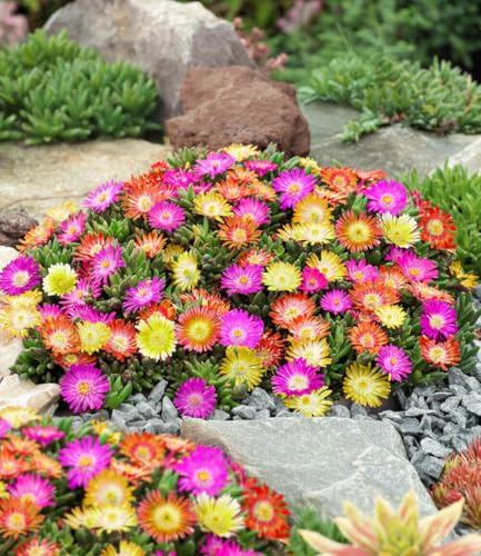 BALDUR Garten 3er Bodendecker Eisblumen Summer Mix, Pflanzen im 9x9 cm-Topf | Delosperma congesta, Bodendecker, winterhart, trockenresistent, pflegeleicht, Blütenpracht, Blickfang, schöne Farbkombination