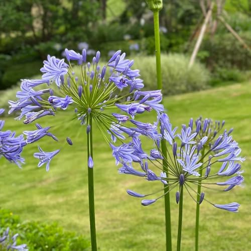AgapanthusSamen, für sonnige plätze Agapanthus africanus balkon bio steingartenpflanzen winterhart agapanthus kaufen garten geschenke für frauen 25pcs