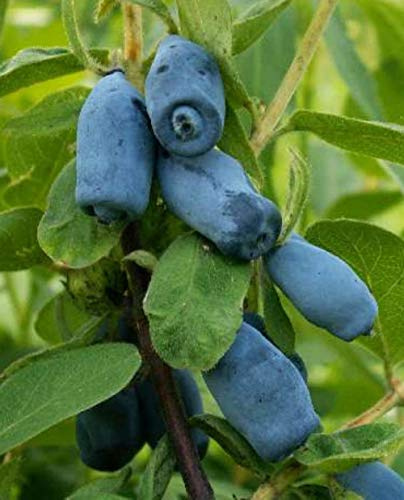 Planta de arándano Siberiano Lonicera Kamtchática 'Amour' en maceta Ø 17 cm H 50/60 cm