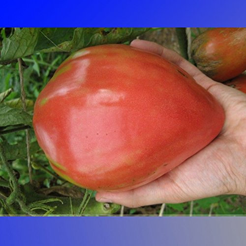 Ponak 100 Stück Rosa Ochsenherz-Tomaten-Gemüsesamen