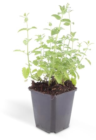 Katzenminze Nepeta faassenii 'Six Hills Giant' 9cm Topf Set mit 12 Pflanzen