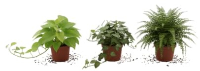 Pack Natural DECOALIVE Trío Colgante:Potho, Hiedra y Helecho Estilo Urban Jungle para tu Hogar