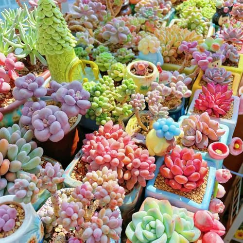 Sukkulenten, bio gartenpflanzen exotische zimmerpflanzen winterharte für garten 120Samen