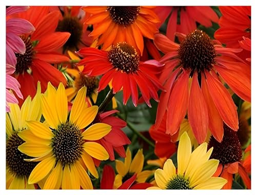 Stauden Gänge 10 x Echinacea purpurea 'Cheyenne Spirit' winterhart | Purpurne Staude für Sonne bis Halbschatten, Blüte Juli bis September, mehrjährig, 9x9 cm Topf
