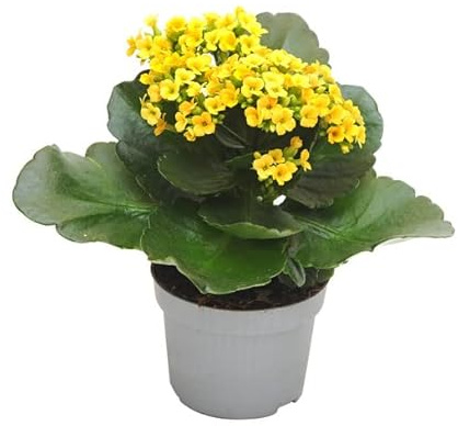 Kalanchoe Calandiva Planta Natural Resistente, Fácil de Cuidar y Perfecta para Decorar Cualquier Zona del Hogar