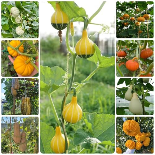 kürbis kürbissamen gemüsesamen, kletterpflanzen winterhart kürbiskerne zierkürbis, hochbeete für garten, kaufen wintergemüse 20samen