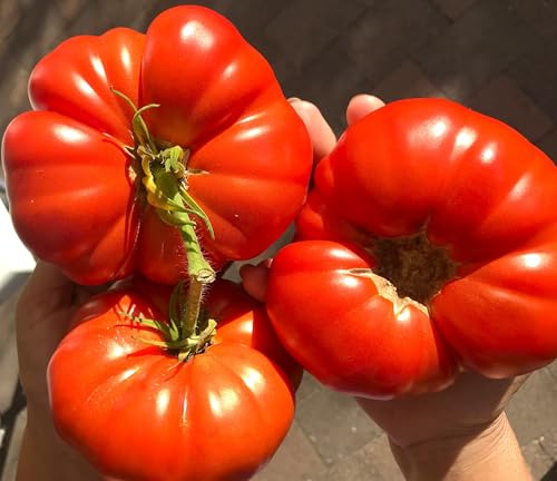 Tomatensamen König Gigant rot – riesige aromatische Fleischtomate, 10 Samen | Samenfest, riesige rote Früchte bis 1 kg, aromatisch & fruchtig. Frische Ernte, hohe Keimquote. Robust und kältetolerant.
