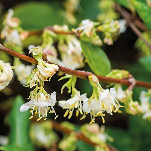 Thompson & Morgan Hardy Perennial Winter Honeysuckle Lonicera Fragrantissima, Deciduous Flowering Shrub, Potted Garden Plants Ideal for Cottage Gardens, Patio and Containers (1 x 3.6 Litre Pot)