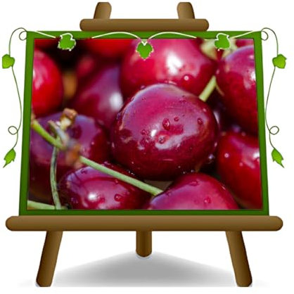 EURO PLANTS VIVAI Cerisier doux Dolce Van plante fruitière Hauteur: 170 cm Âge 2 ans Pot: 20 cm