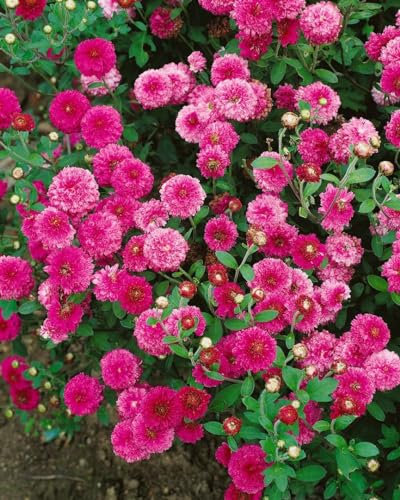 Chrysanthemum x hort. 'Anastasia' ca. 9x9 cm Topf - Chrysantheme, weiße Blüten, Blütezeit Herbst, ideal für Beete und Kübel, pflegeleicht und winterhart