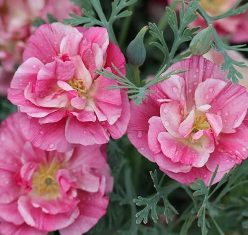 Kalifornischer Mohn 'Frilly Fun', Eschscholzia californica, frosthart