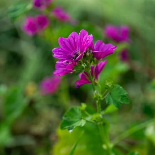semillas de malva - Malva silvestre - jardín Decoración jardín para exteriores invernaderos balcón silvestres cortadas regalos 500pcs