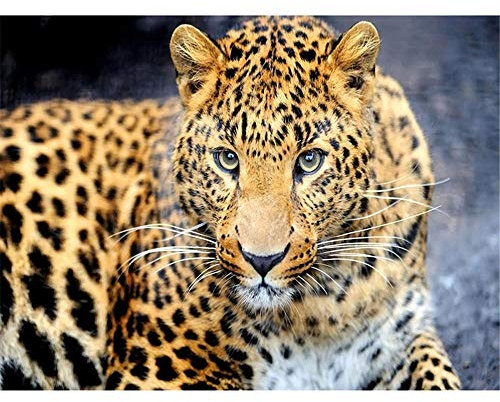 Puzzle 5000 Teile für Erwachsene,Gelber Leopard Puzzles Geschicklichkeitsspiel für die Ganze Familie, Landschaf Puzzle Schwer Dekompressionder Erwachsenenpuzzle ab 14 Jahren-61.61x41.53 Zoll (156.5 x