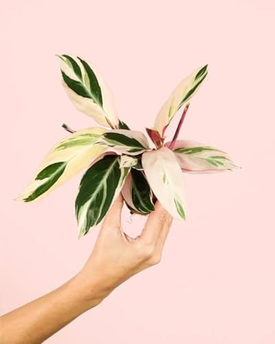 PUR PLANT Stromanthe Triostar Mini | Planta Natural Tropical de Hojas Rosadas | Planta de Interior Decorativa | Maceta Ø5 cm aprox.