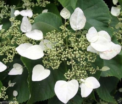 30 graines de vigne hortensias japonaise graines (Schizophragma hydrangeoides) 'Moonlight' -Zone 5