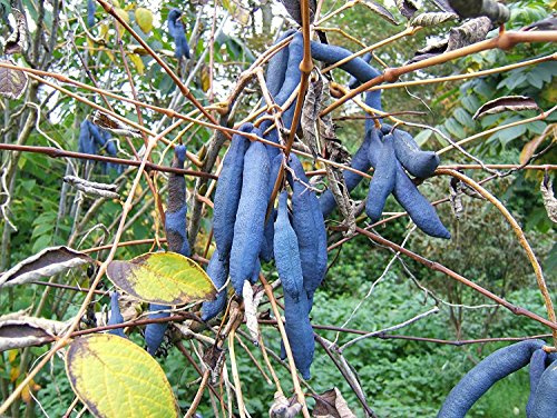 200 Samen -Blaugurkenbaum- Decaisnea fargesii (Winterhart) Blauschote