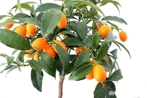 Kumquat Árbol Natural Cultiva tus Propias Naranjas Chinas en Casa