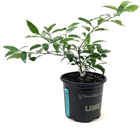 Árbol Cítrico de Lima Natural Aroma Fresco y Cosecha Abundante
