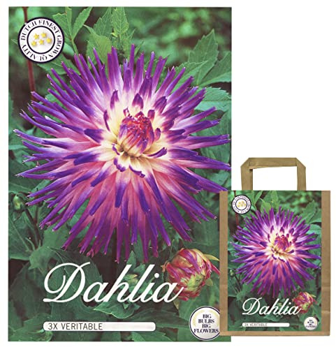 Fleurs d'été, dahlias, bulbes, mélange de dahlias, mélange de couleurs pour l'été, tubercules, bulbes de fleurs, fleurs multicolores (3 x dahlias variables)