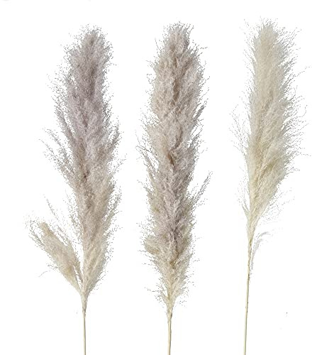 Boltze Deko Pampasgras (3 Zweige, Länge ca. 100 cm, Dekoration für Wohnzimmer / Schlafzimmer, hochwertige Verarbeitung, natürliches Pampasgras, Deko Boho Stil, Schilfgras) 2013758