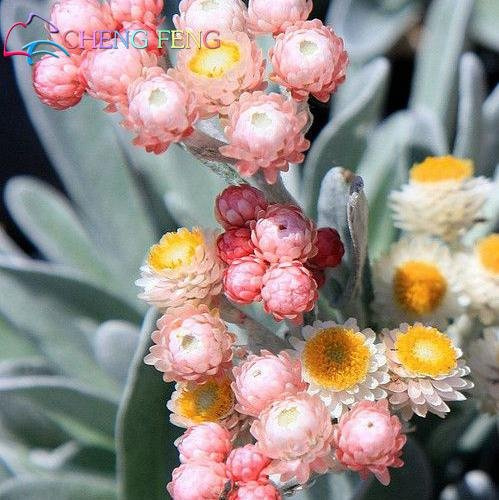 . 50 pz Arcobaleno Crisantemo Fiore piante Rare Colore Immortelle FAI DA TE Casa Giardino Fiore pianta fácil crescere Migliore Regalo para Madre: Verde