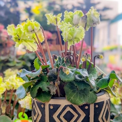 Alpenveilchen gartenpflanze sommerblumen blumensamen kaufen büropflanzen balkongewächshäuser blumenwiesensaat blumengarten frühlingsblumen pflanzensamen exotisch kräuterbeet 35samen
