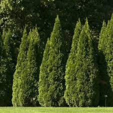 20 Semi - Semi orientale Tuia Albero (Platycladus orientalis)