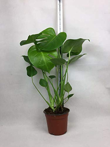 Planta de queso suiza Monstera deliciosa 14 cm de altura 45 – 50 cm de altura con maceta