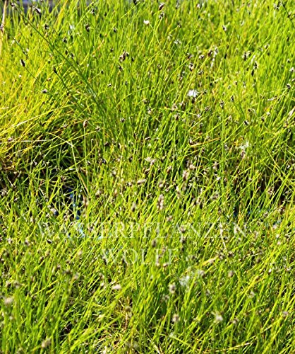 2er-Set - Eleocharis acicularis - Scharfe Nadelsimse - Nadel-Sumpfbinse - Sumpfried - Wasserpflanzen Wolff