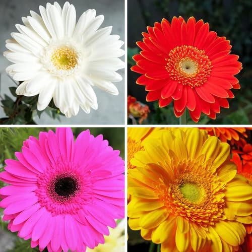 80 graines de fleurs de gerbera fraîches et neuves