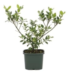 DECOALIVE Planta Natural Acebo Auténtico Ilex Tradición Navideña en tu Hogar