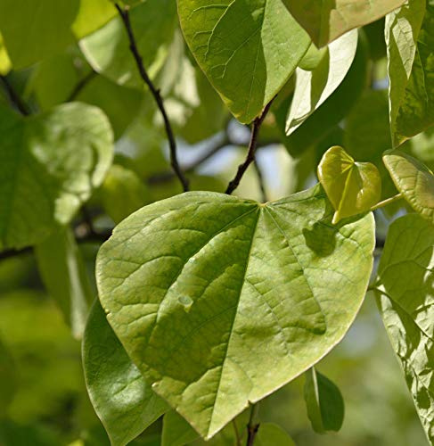Kanadischer Judasbaum 40-60cm - Cercis canadensis - lebende Gartenpflanze aus den Baumschulen