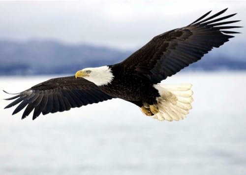 Jigsaw Puzzle 1000 Pieces BALD EAGLE GLOSSY POSTER PICTURE PHOTO PRINT american usa bird freedom us Family Fun Jigsaws Puzzles 1000 Pieces for Adults Gifts Challenging Puzzle Games