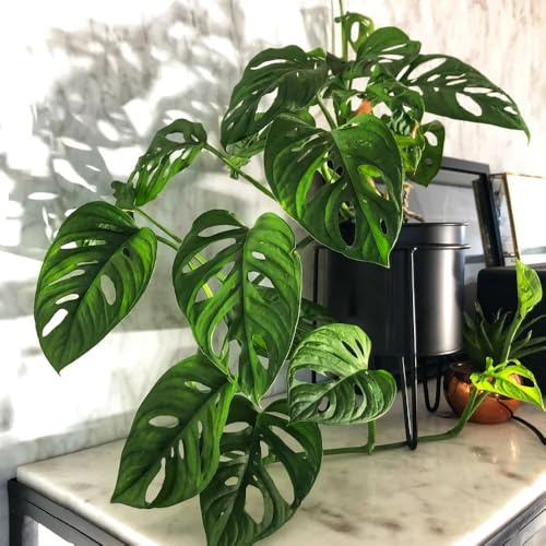 semillas de monstera interior jardin raras del jardín Las son perennes resistentes 85pcs