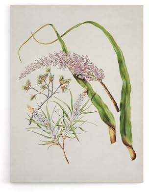 Artery8 Totorowhiti Turpentine Scrub Flowers By Sarah Featon 18X24 Canvas Wall Art Print : Delicate floral composition evoking natural wonder suited to serene home