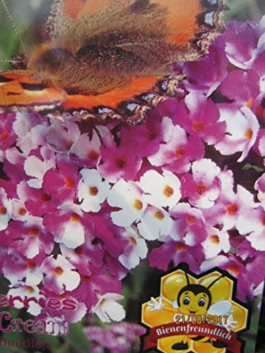 Buddleja davidii Berries and Cream - Schmetterlingsflieder - 60-80cm