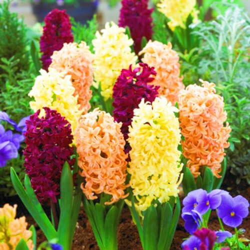 Hyacinth Plant Hyacinth Bulbs Bulk,Plant Bulbs,Wedding Flowers,Cut Flowers,Garden Flowers-2bulbs-e