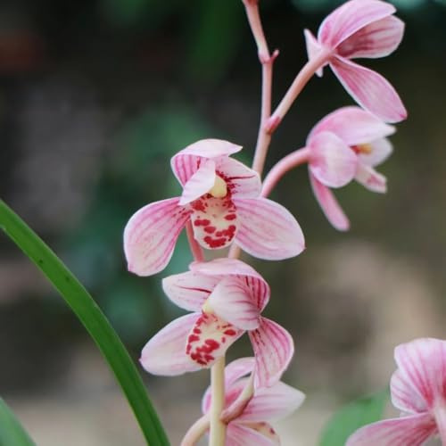 orquídeas silvestres, de balcón, de oficina semillas orquídeas Cobertura vegetal macizos, perenne resistente pradera exóticas perenne semillas 130semillas