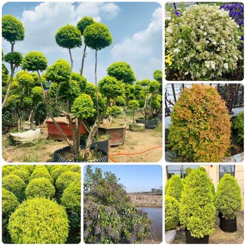 ligustro sempreverde rare decorazioni da giardino per esterni Ligustrum lucidum da giardino arbusti resistenti siepe sempreverdi in vaso balcone ufficio 500semi